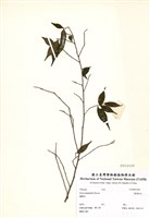 藏品(薄葉柃木)的圖片